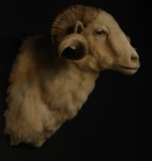 Very impressive stuffed head of a merino ram.