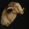 Stuffed head of a large ram