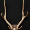 Eland antelope skull mounted on hard-stone base.