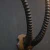 Very nice horns and sable antelope