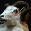 Rare stuffed head of an Icelandic ram.