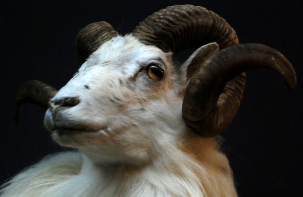 Rare stuffed head of an Icelandic ram.