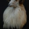 Rare stuffed head of an Icelandic ram.