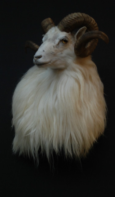 Rare stuffed head of an Icelandic ram.