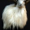 Rare stuffed head of an Icelandic ram.