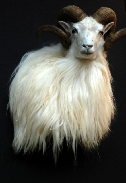 Rare stuffed head of an Icelandic ram.