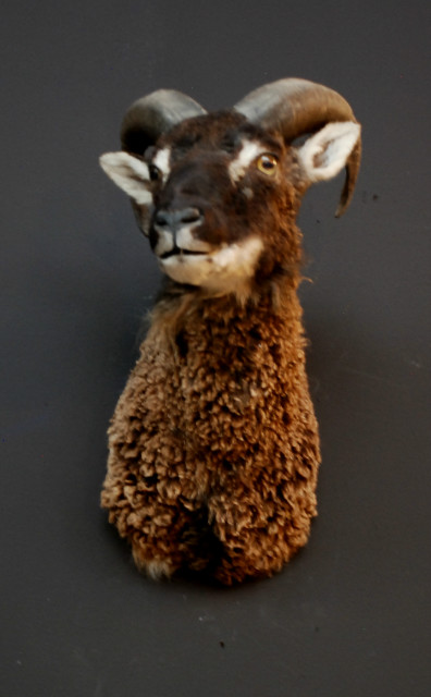 Stuffed head of a sheep.