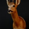 Vintage stuffed head of a roe buck