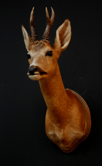 Vintage stuffed head of a roe buck