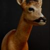 Vintage stuffed head of a roe buck