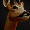 Vintage stuffed head of a roe buck