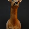 Vintage stuffed head of a roe buck