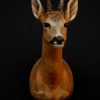 Nice stuffed head of a roebock with hughe antlers