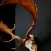 Huge skull / antlers of a fallow deer.