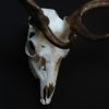 Huge skull / antlers of a fallow deer.