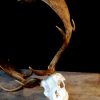 Huge skull / antlers of a fallow deer.