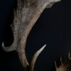 Huge skull / antlers of a fallow deer.