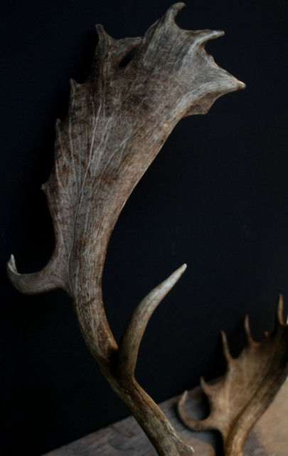 Huge skull / antlers of a fallow deer.