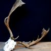 Huge skull / antlers of a fallow deer.