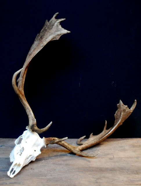 Huge skull / antlers of a fallow deer.