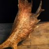 Huge skull / antlers of a fallow deer.