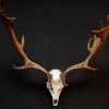 Huge skull / antlers of a fallow deer.