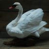 Stylish stuffed swan