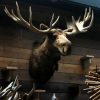 Enormous stuffed head of a Canadian moose XXL