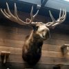 Enormous stuffed head of a Canadian moose XXL