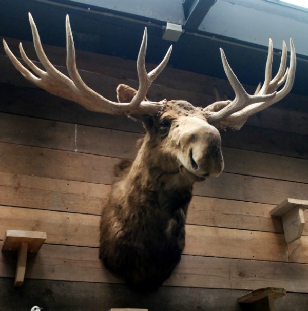 Enorme grote opgezette kop van een Canadese eland XXL