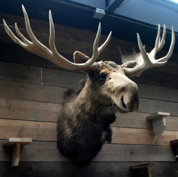Enormous stuffed head of a Canadian moose XXL