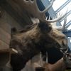Enorme grote opgezette kop van een Canadese eland XXL
