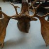 Enormous stuffed head of a Canadian moose XXL