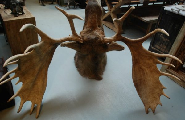 Enormous stuffed head of a Canadian moose XXL