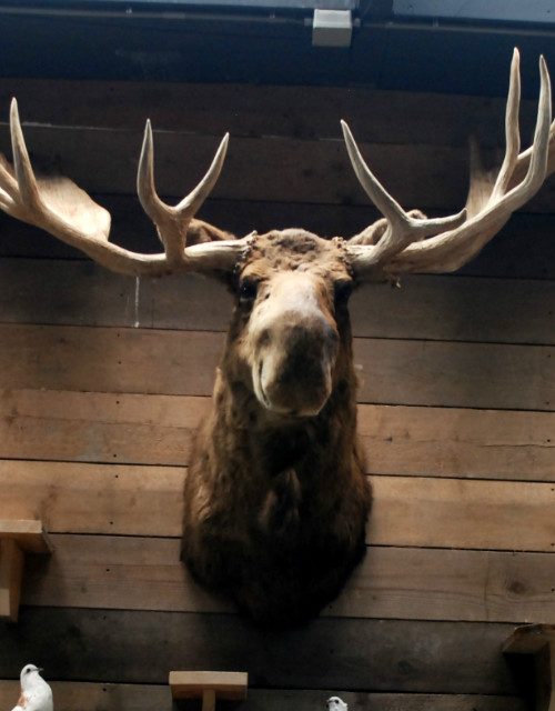 Enormous stuffed head of a Canadian moose XXL