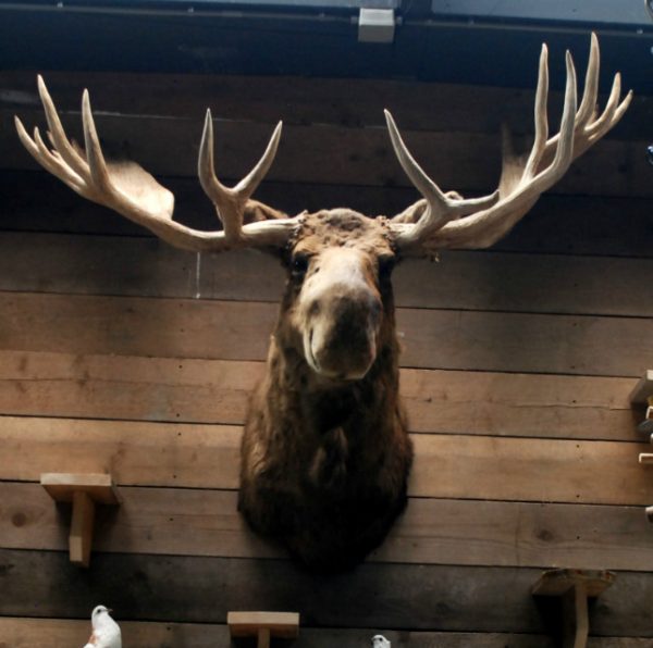 Enormous stuffed head of a Canadian moose XXL