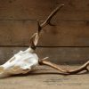 Nice antlers of fallow deer