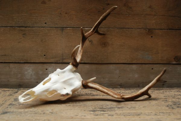 Nice antlers of fallow deer
