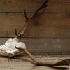 Nice antlers of fallow deer