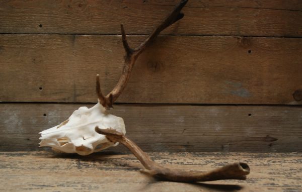 Nice antlers of fallow deer