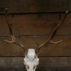 Nice antlers of fallow deer