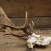 Nice antlers of fallow deer
