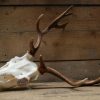 Nice antlers of fallow deer
