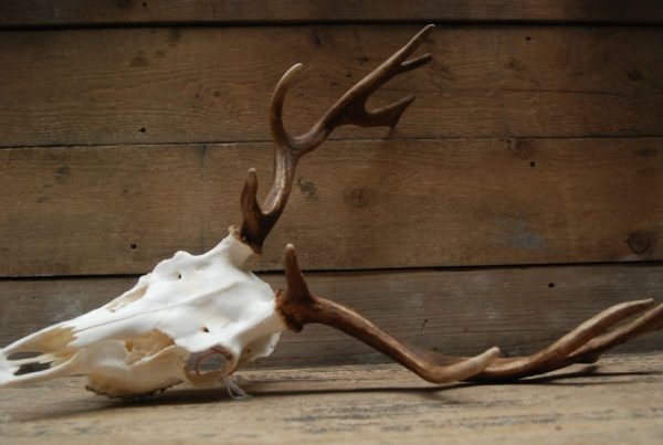 Nice antlers of fallow deer