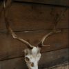 Nice antlers of fallow deer