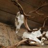 Nice antlers of fallow deer