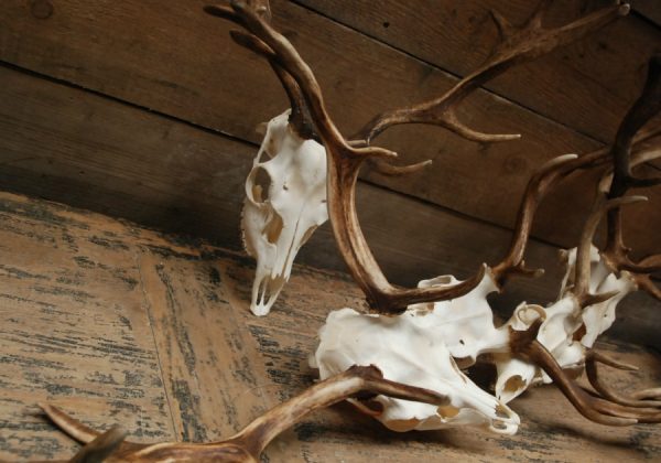 Nice antlers of fallow deer