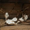 Skull of a red hartebeest. The skull is mounted on a hardwood shield