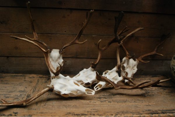 Nice antlers of fallow deer