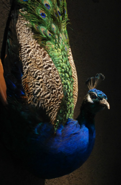 Unique stuffed peacock